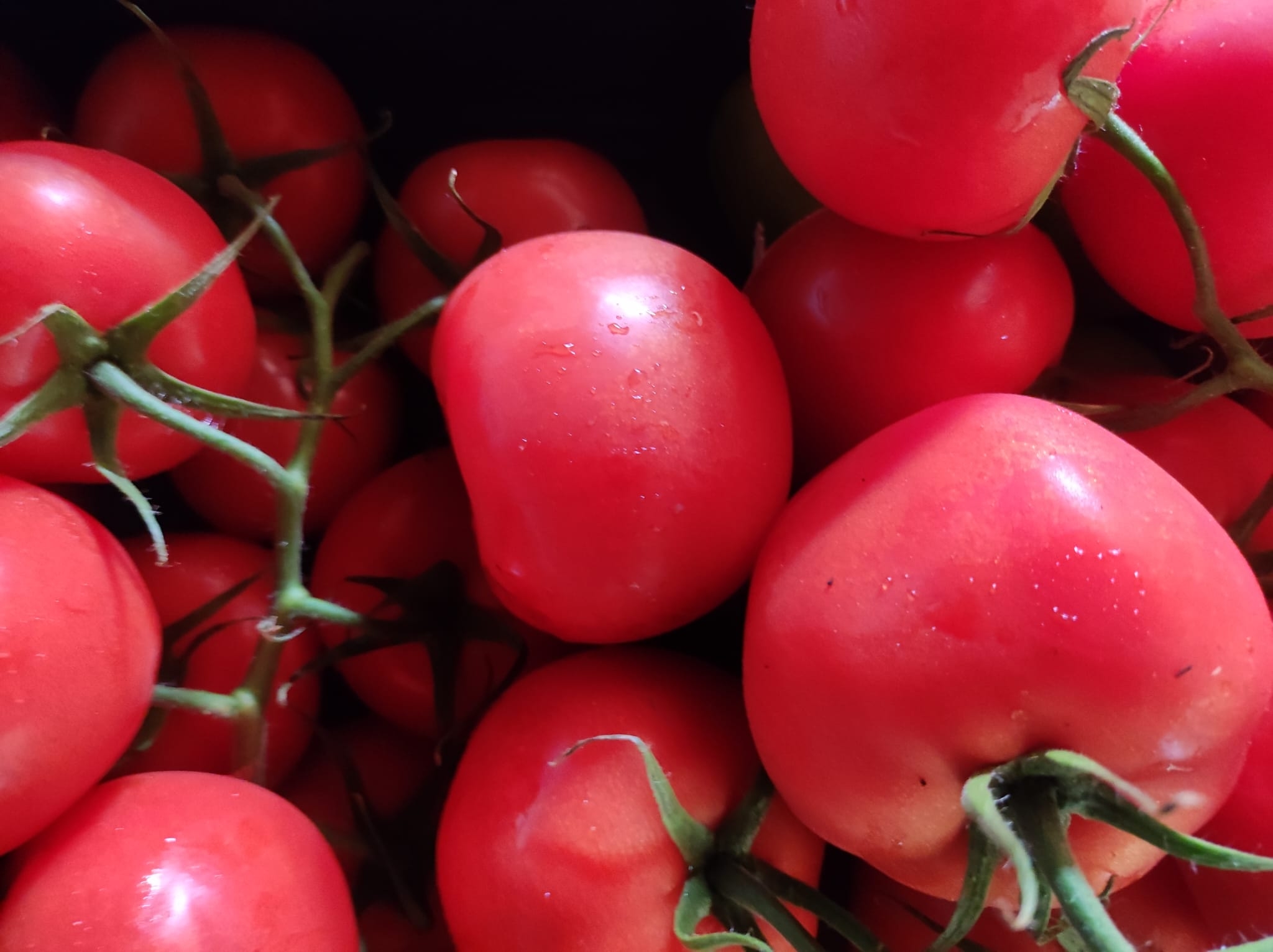 Pomodori