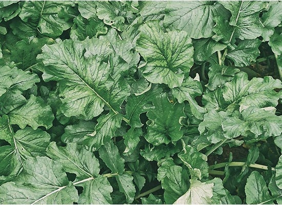Rucola