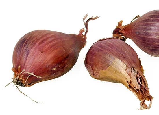 Scalogno